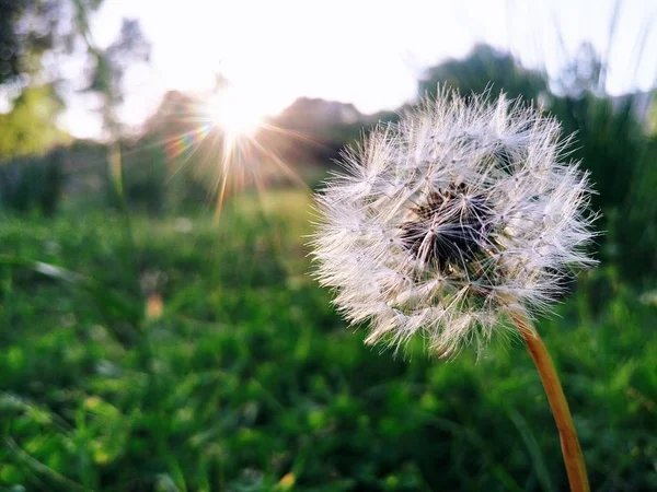 Hermoso Plano Botánico Fondo Pantalla Natural — Foto de Stock