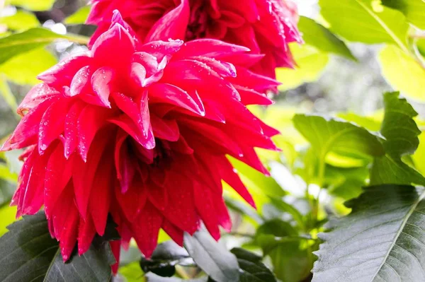 Utsikt Över Vackra Blommor — Stockfoto