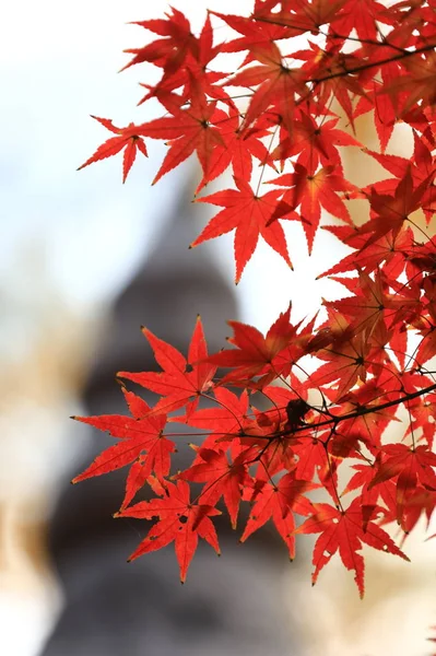 Beautiful colorful maple leaves on tree in autumn