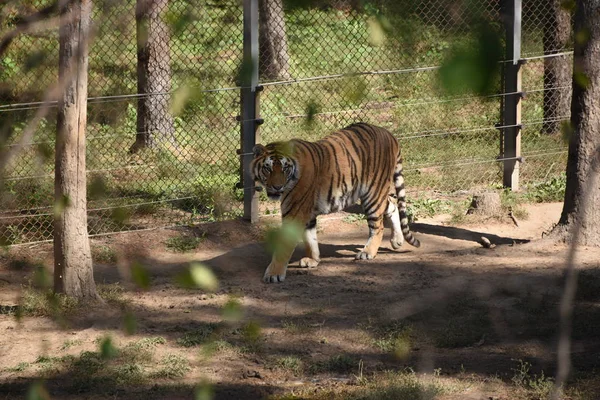 a beautiful tiger in the forest