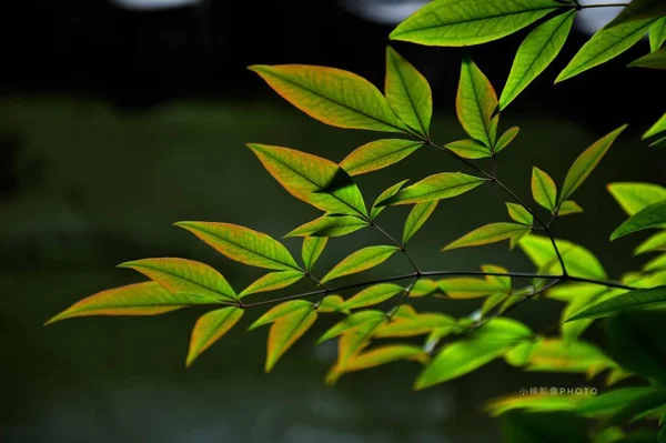 Hojas Verdes Árbol — Foto de Stock