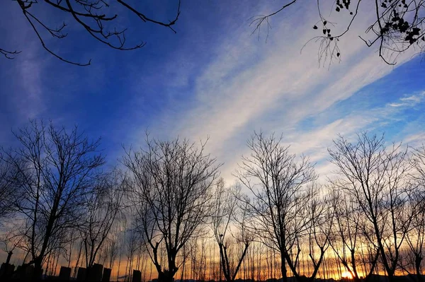 Paisaje Invernal Con Árboles Cielo — Foto de Stock