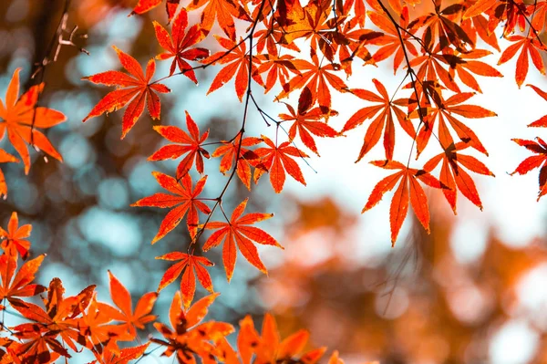 Beautiful colorful maple leaves on tree in autumn