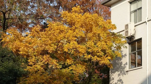 Otoño Parque — Foto de Stock