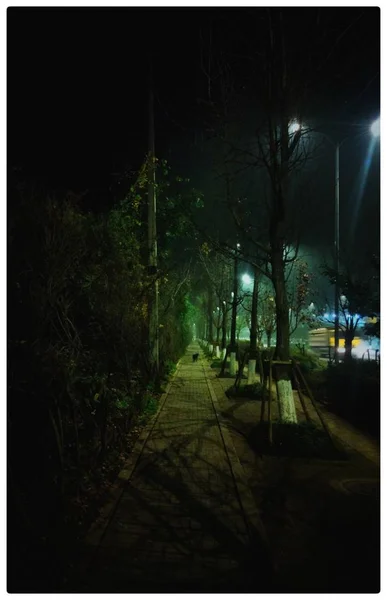 night landscape with a dark forest in the city