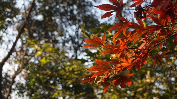 Hojas Arce Rojo Árboles Del Parque Otoño Flora Naturaleza — Foto de Stock