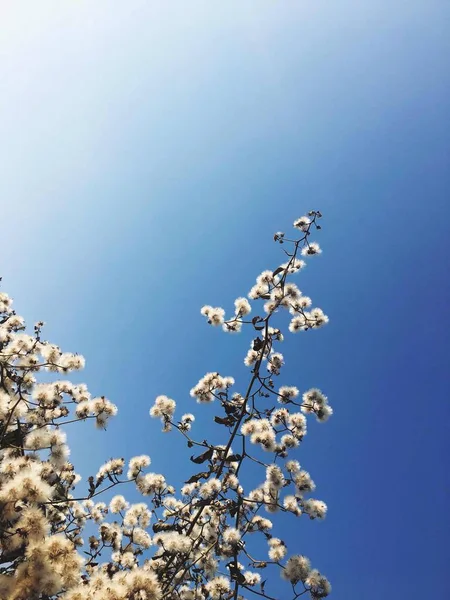 Flores Primavera Una Rama Árbol — Foto de Stock