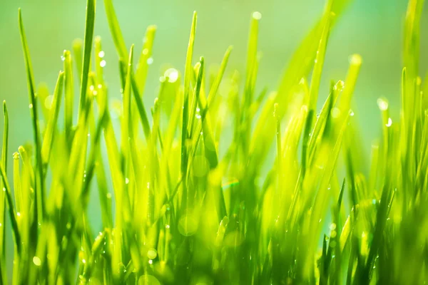 Hierba Verde Con Gotas Rocío — Foto de Stock