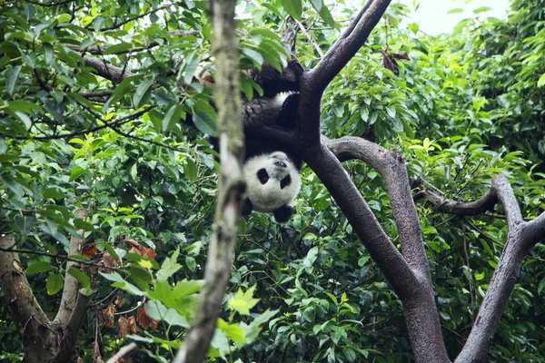 Gibbon Dewasa Muda Pohon — Stok Foto