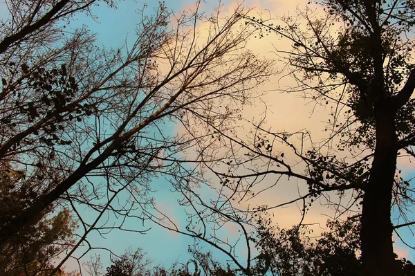 tree branches, forest flora