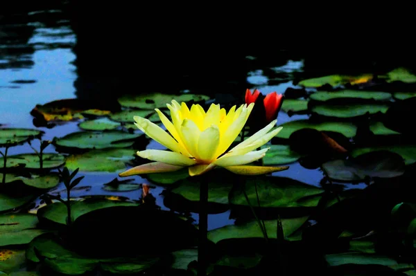 view of yellow lotus flower
