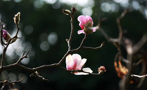 Mooie Bloeiende Magnolia Bloemen Close Shot — Stockfoto