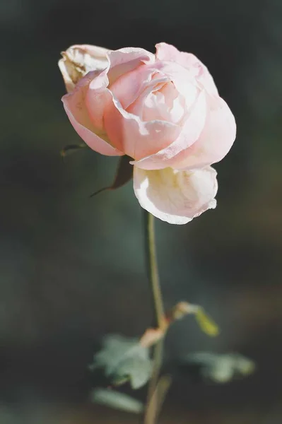 Flores Hermosas Flora Del Jardín — Foto de Stock