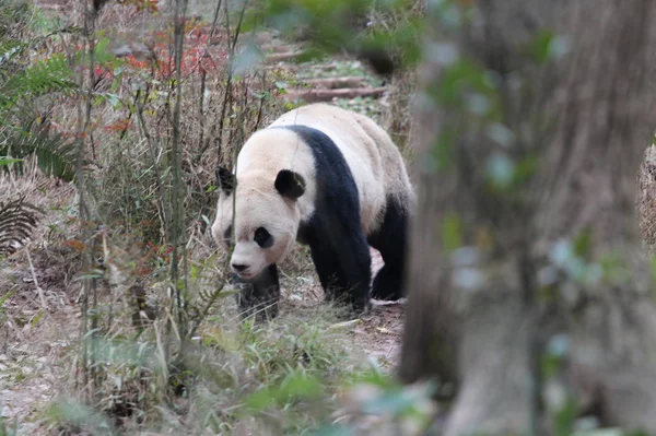 pandas wildlife, panda bear animal in zoo