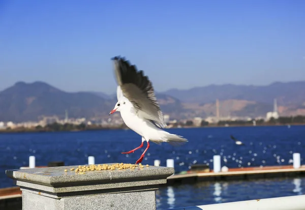 seagull on the pier in the city of the mediterranean sea