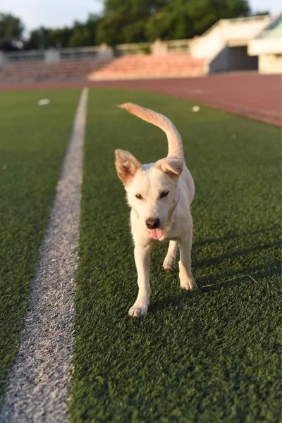 adorable dog outdoors at daytime