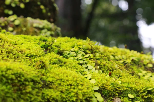 Fresh Green Flora Nature Green Moss Grass Leaves — Stock Photo, Image