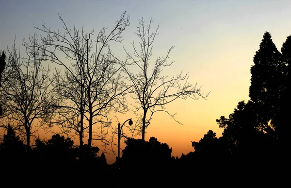 Silueta Vista Del Árbol Con Árboles — Foto de Stock