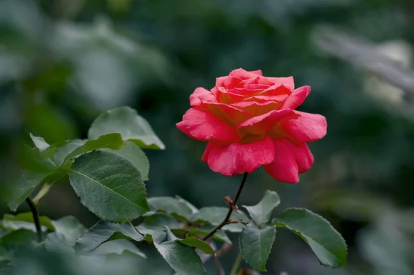 Rosa Roja Jardín — Foto de Stock