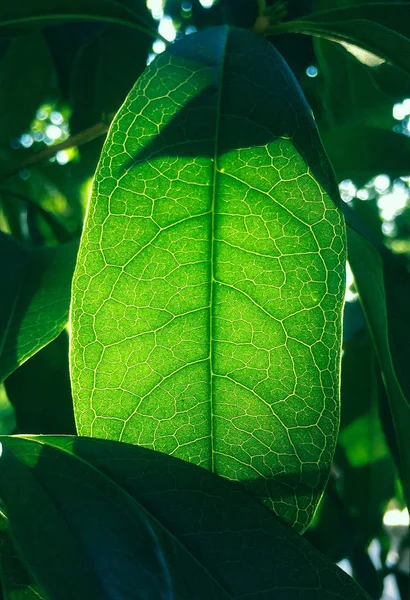 Hoja Verde Textura Fondo Flora — Foto de Stock