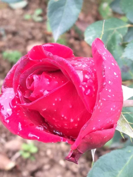 Flores Hermosas Flora Del Jardín — Foto de Stock