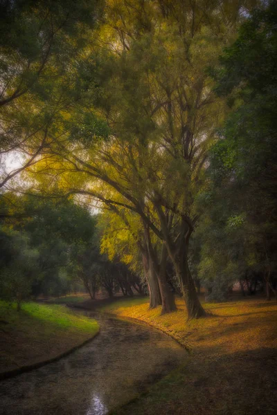 Árboles Carretera Parque — Foto de Stock