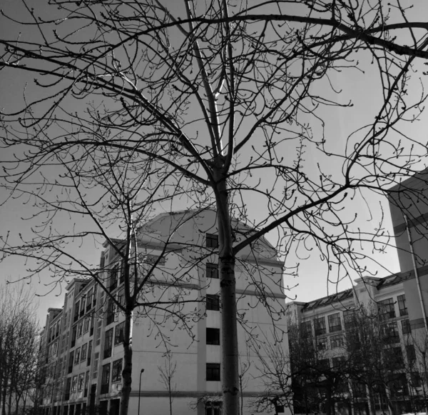 silhouette of a tree in the city