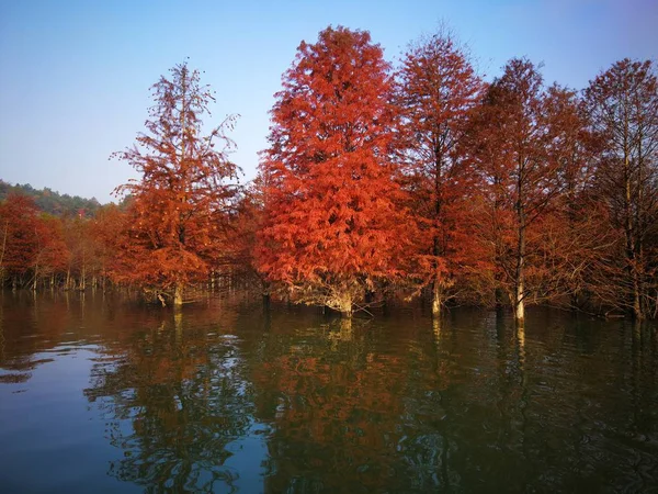 秋天的风景 公园里有一棵树 — 图库照片