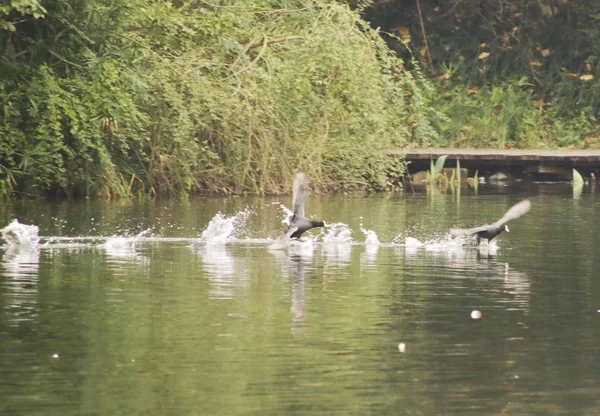 Pequeño Estanque Lago — Foto de Stock