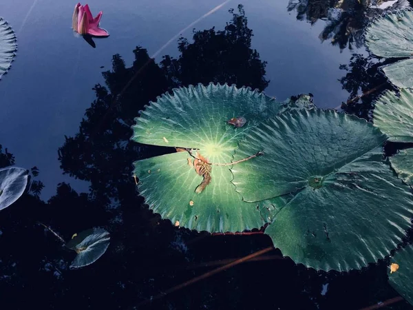 underwater view of a pond with a flower