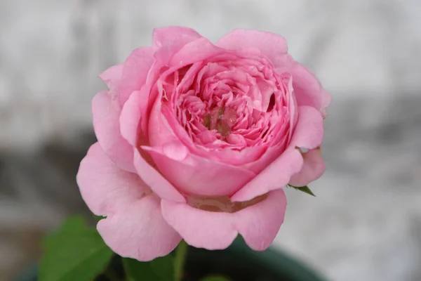 Hermosos Pétalos Flor Rosa — Foto de Stock
