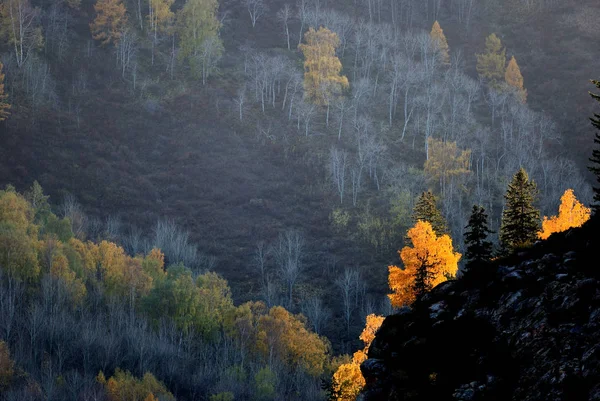 Hermoso Bosque Otoño Las Montañas — Foto de Stock