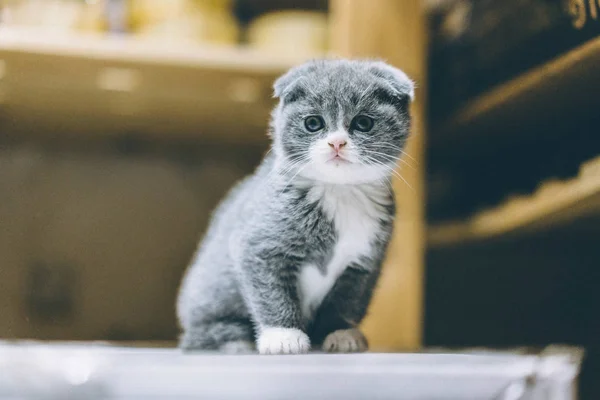 Retrato Lindo Peludo Gato — Foto de Stock