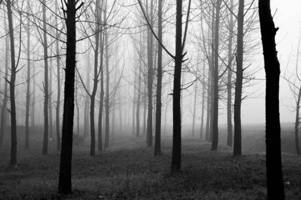 Nevoeiro Árvores Parque — Fotografia de Stock