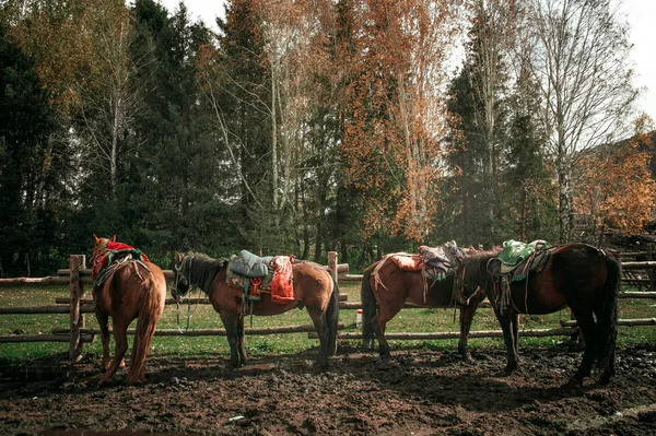 horse with horses in the forest