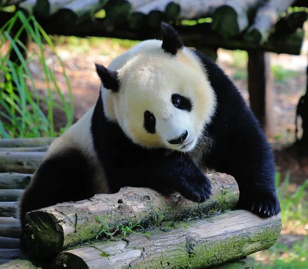 Panda Animales Vida Silvestre Oso — Foto de Stock