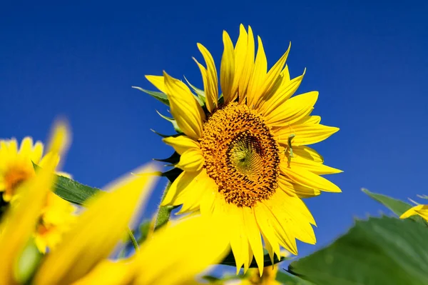 Buiten Zicht Van Gele Suflowers Overdag — Stockfoto