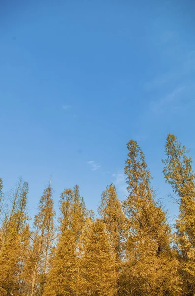 Hermoso Paisaje Otoñal Con Cielo Azul — Foto de Stock