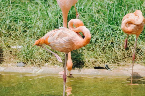 Flamingo Zoológico — Fotografia de Stock