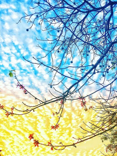 Sakura Árbol Con Cielo Azul — Foto de Stock