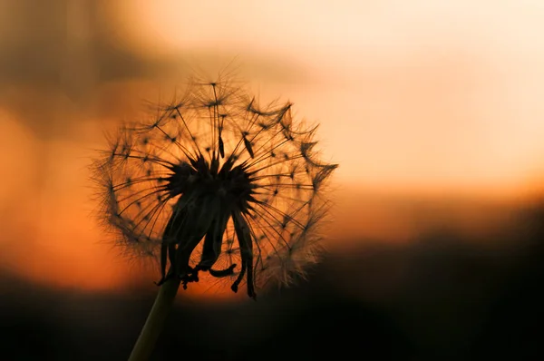 Vista Pitoresca Belo Pôr Sol — Fotografia de Stock