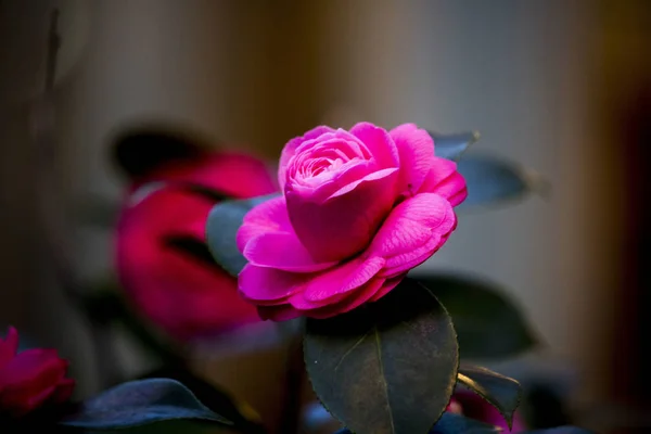Ροζ Τριαντάφυλλα Στον Κήπο — Φωτογραφία Αρχείου