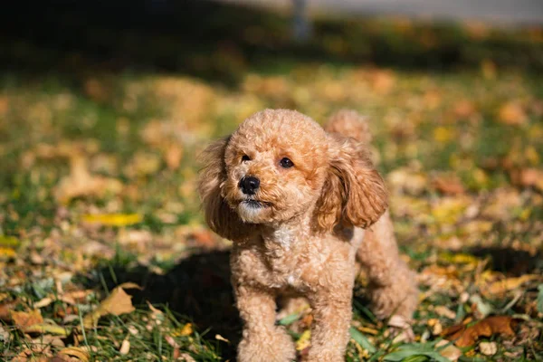 かわいい犬のペットの肖像 — ストック写真