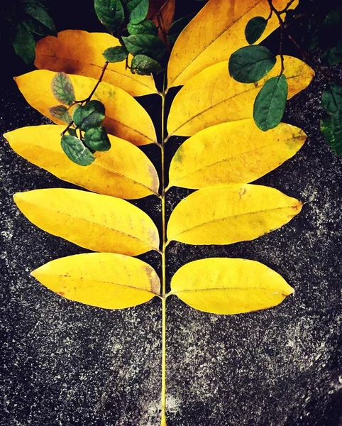 yellow poppy leaves in the pond