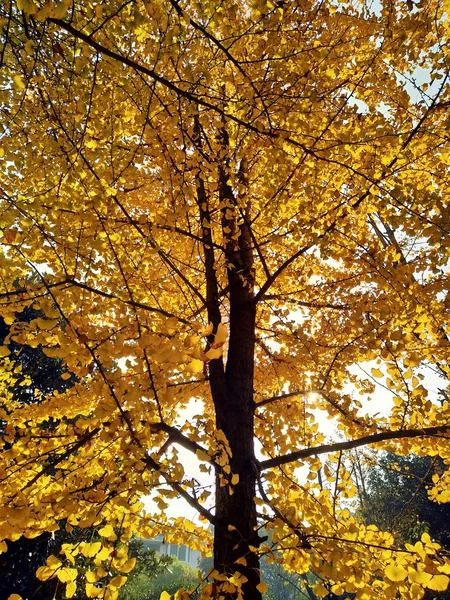 autumn landscape with trees and leaves