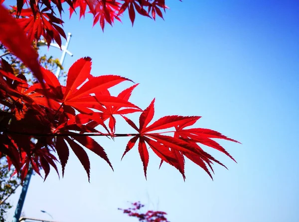 tree branches in forest, flora