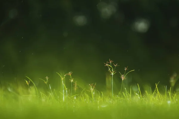 畑の緑の草は — ストック写真