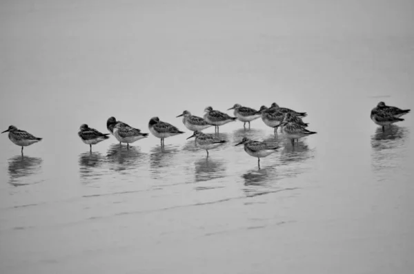 Cisne Negro Lago — Foto de Stock