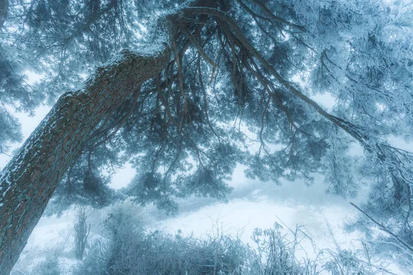 Floresta Inverno Com Neve — Fotografia de Stock