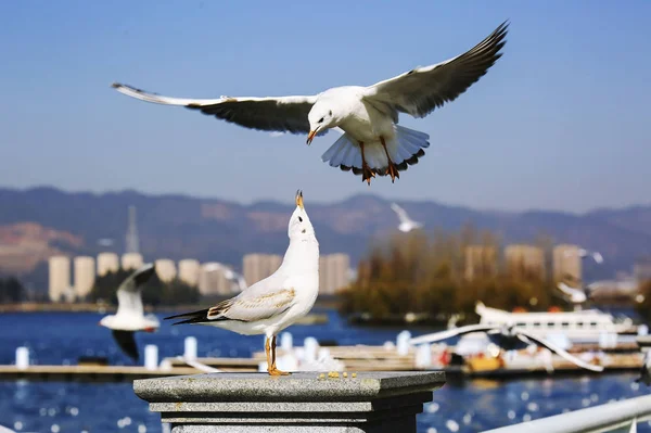 seagull in the city of the mediterranean sea